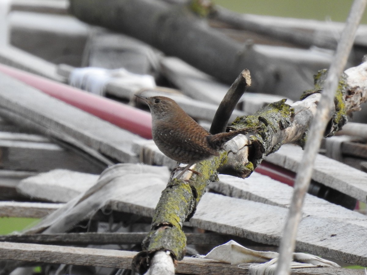 Northern House Wren - ML619907614