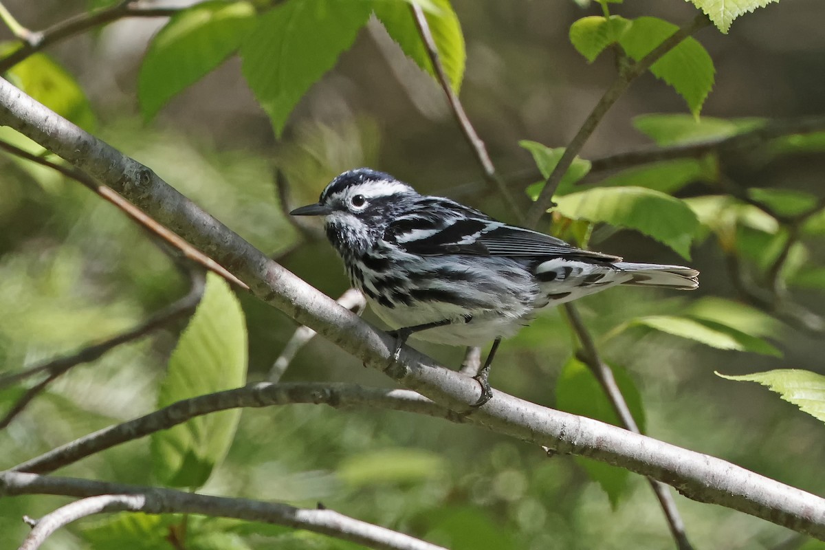 Black-and-white Warbler - ML619907617
