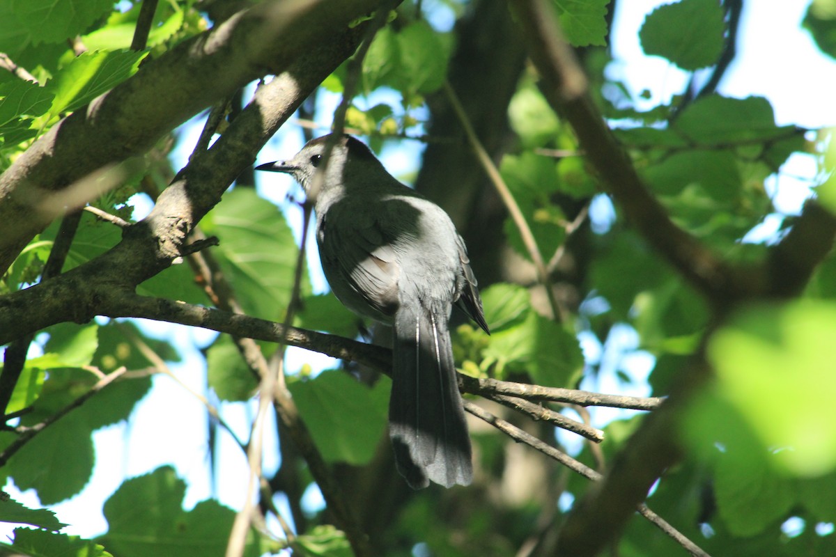 Gray Catbird - ML619907620