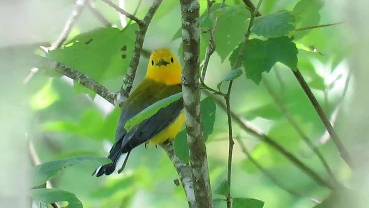 Prothonotary Warbler - ML619907623