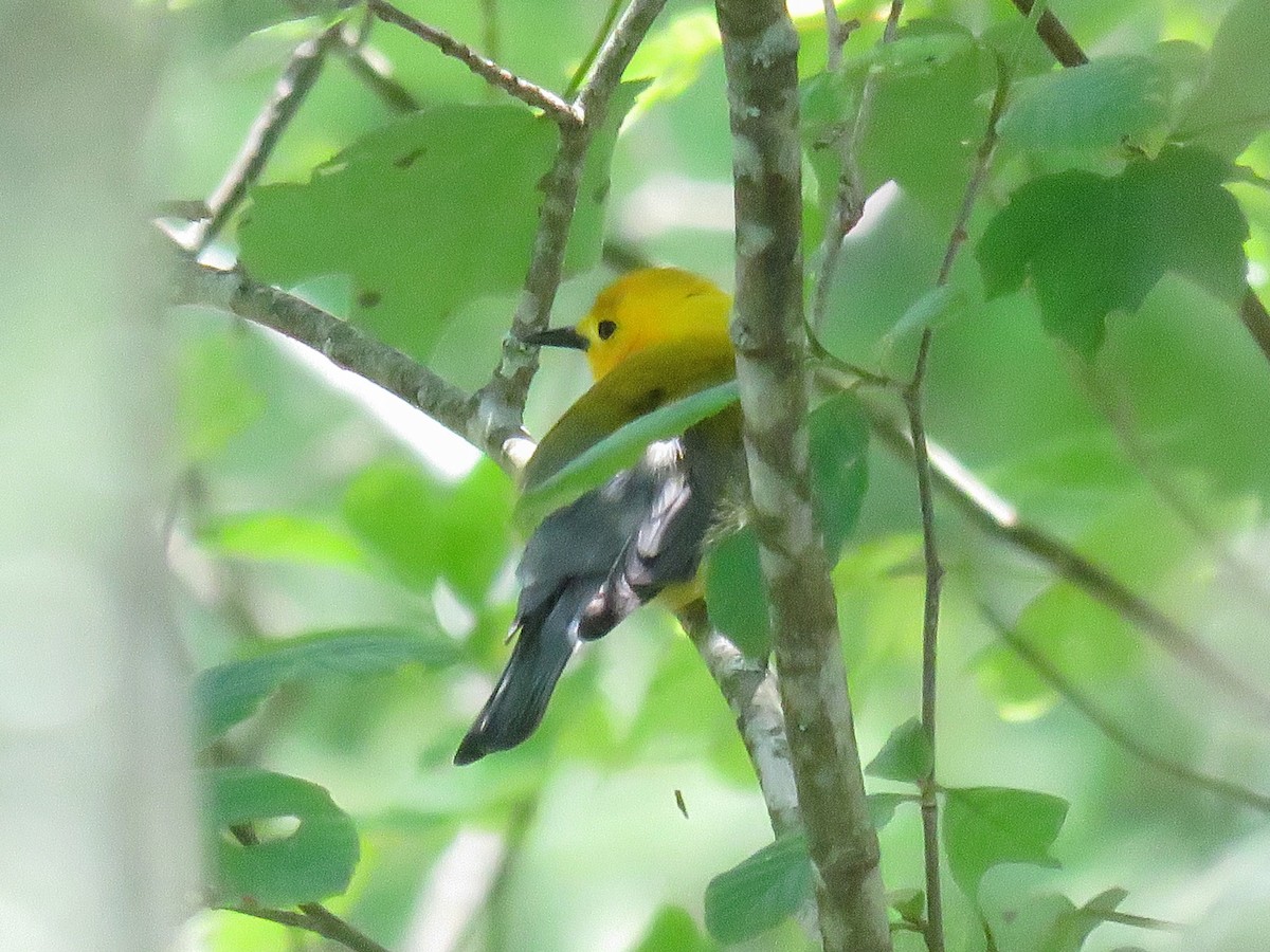 Prothonotary Warbler - ML619907625