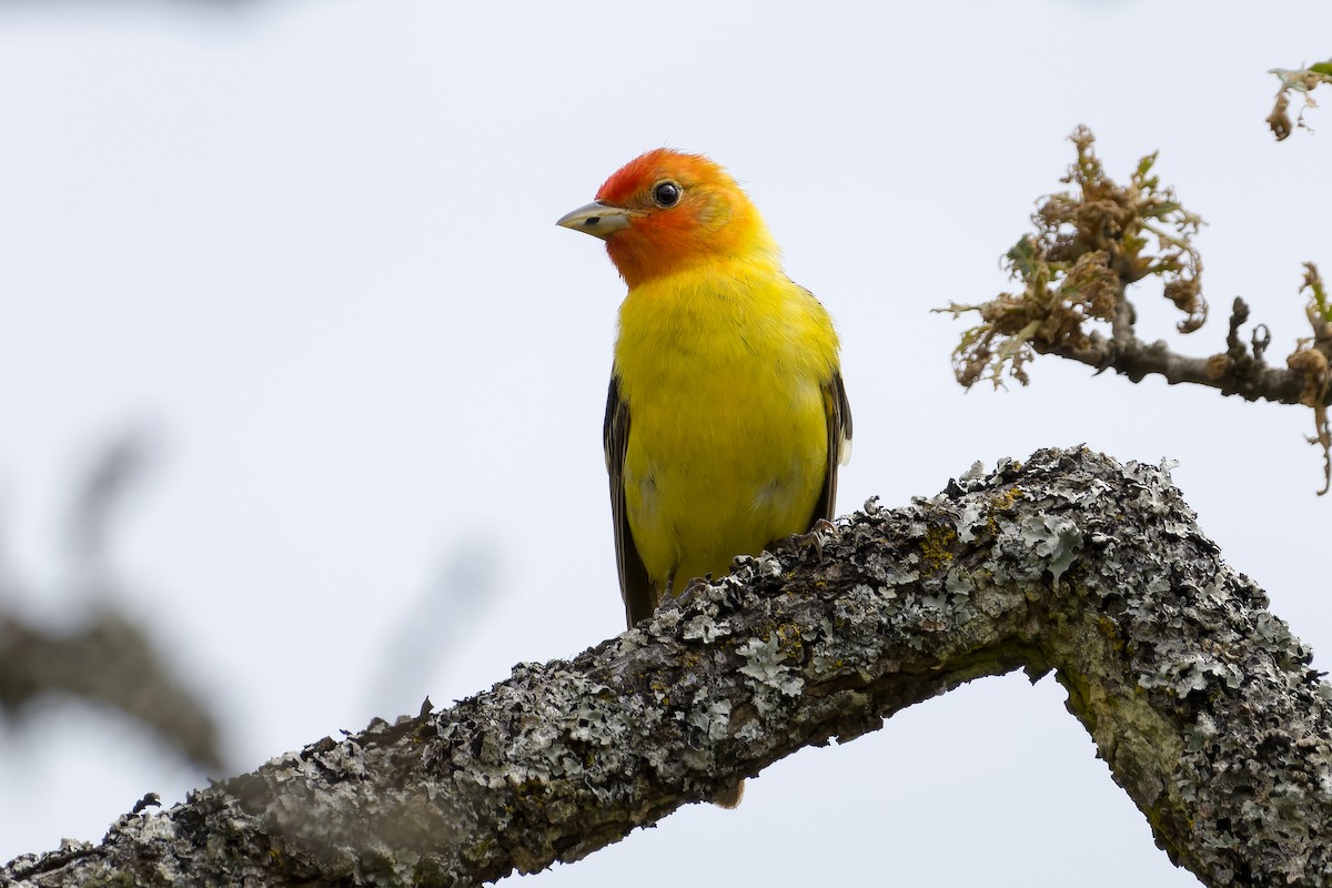 Western Tanager - ML619907626