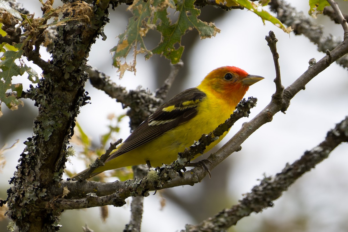 Western Tanager - ML619907627