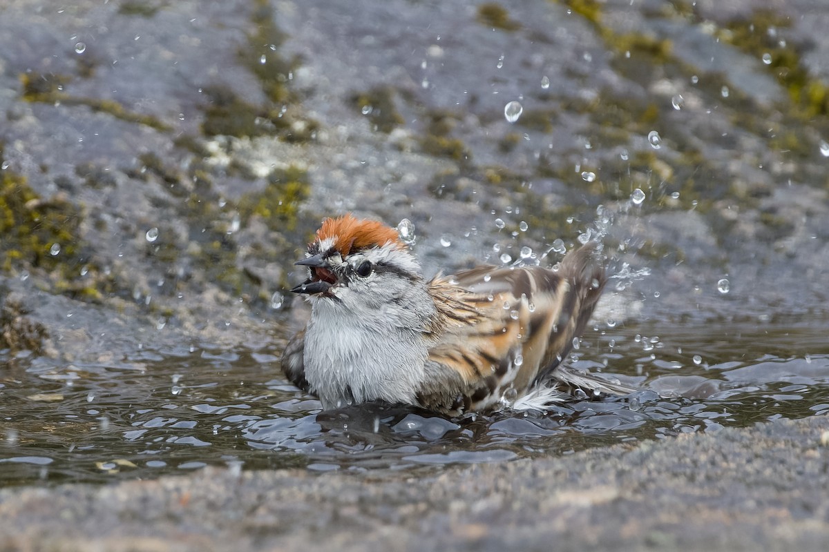 Chipping Sparrow - ML619907632