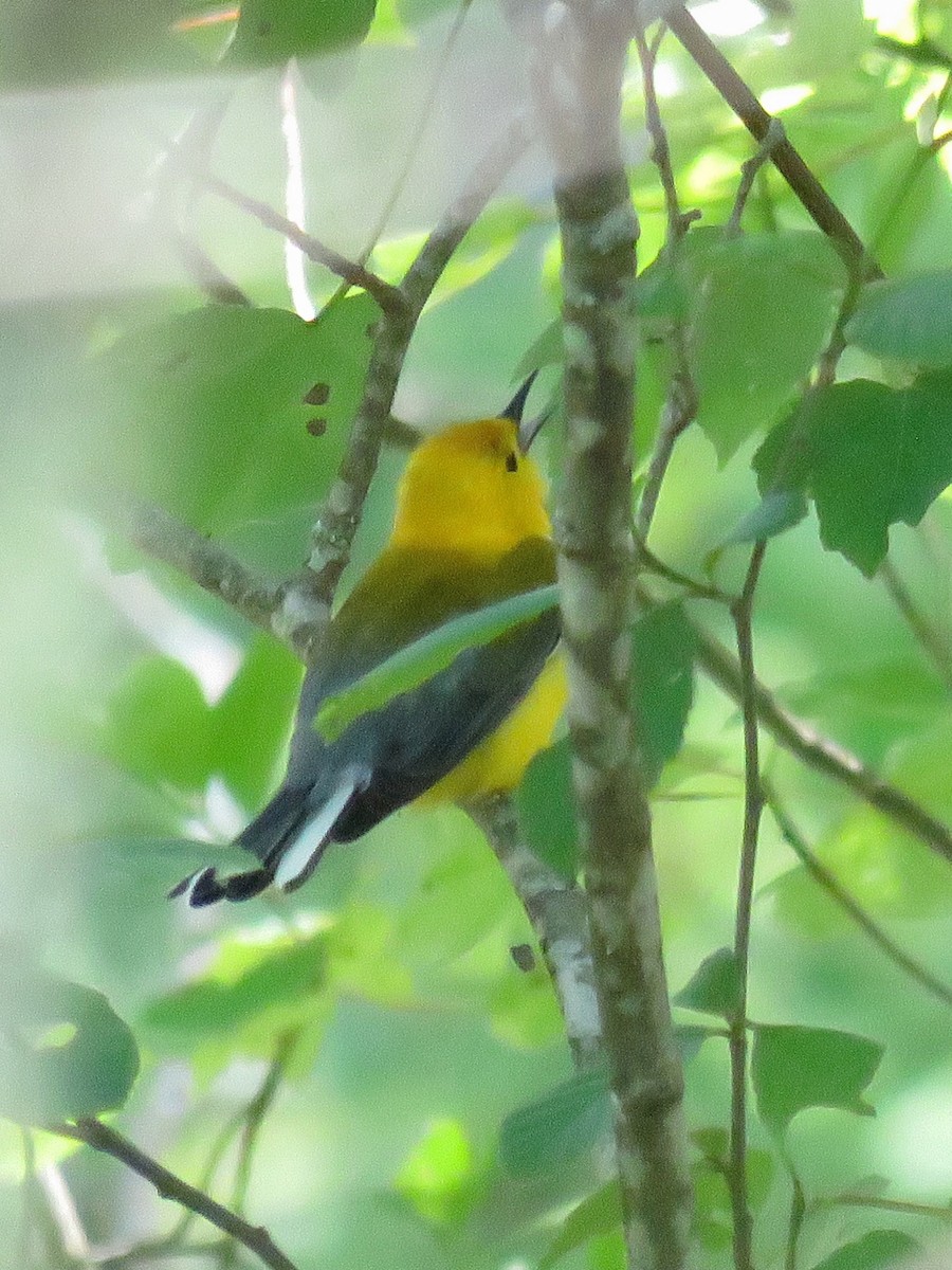 Prothonotary Warbler - ML619907639