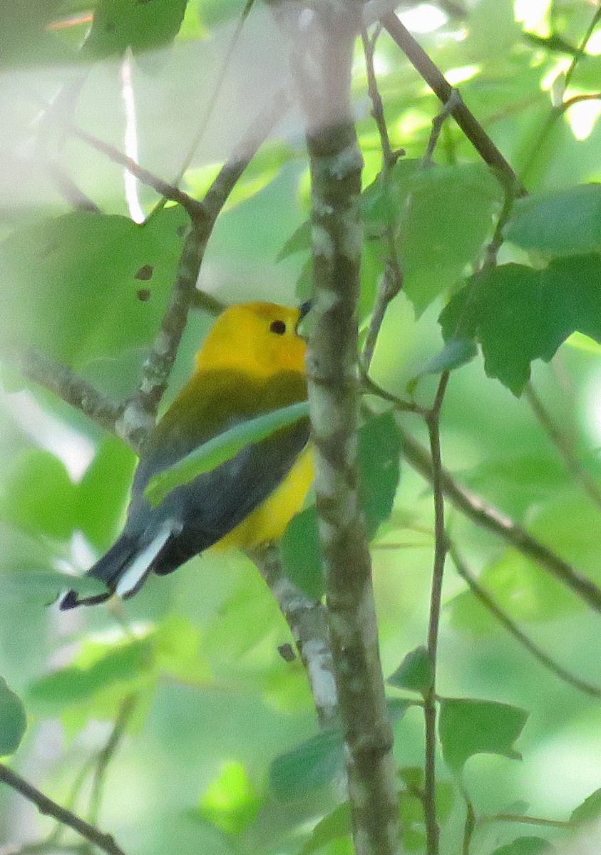 Prothonotary Warbler - ML619907640