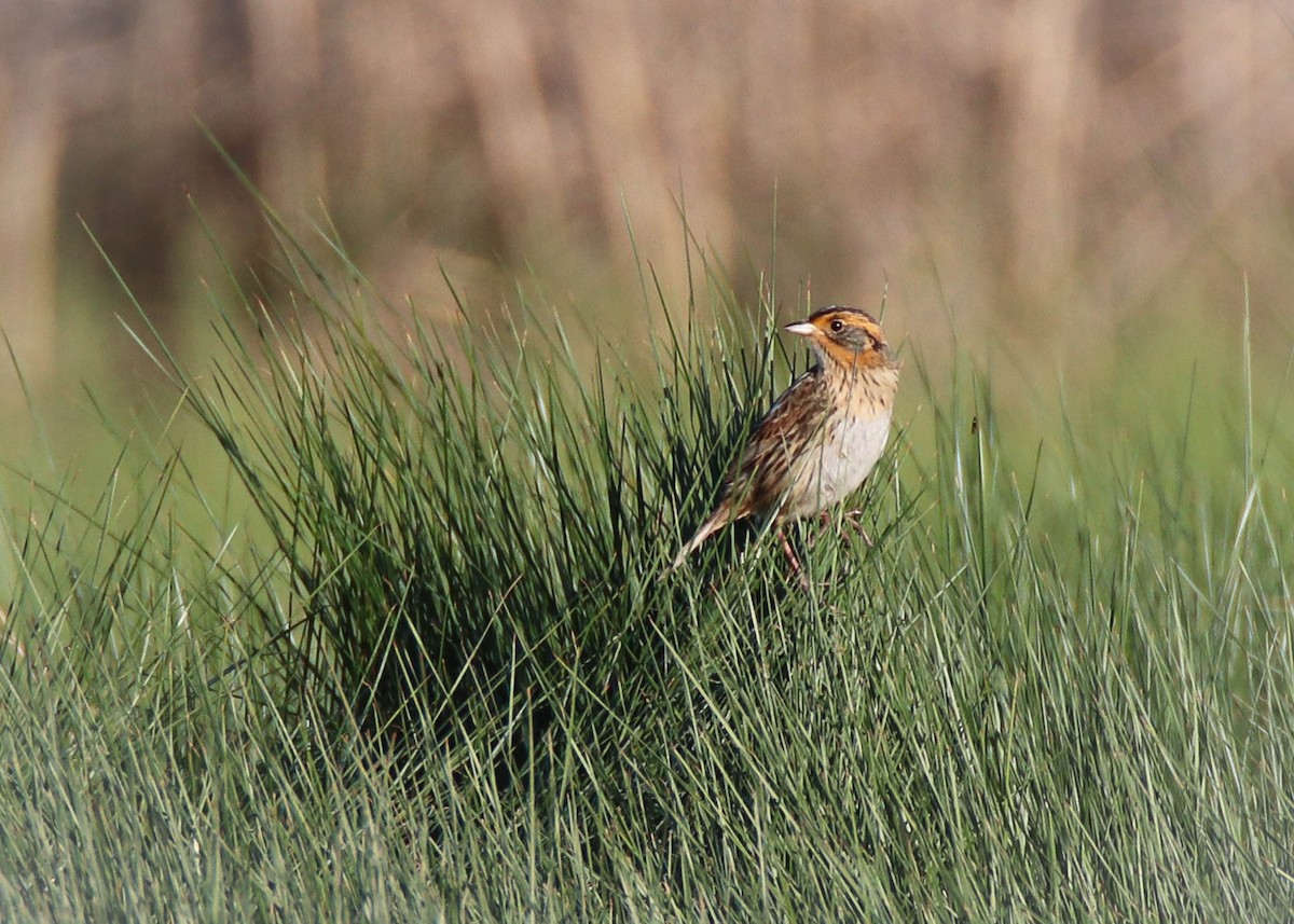 Saltmarsh Sparrow - ML619907648