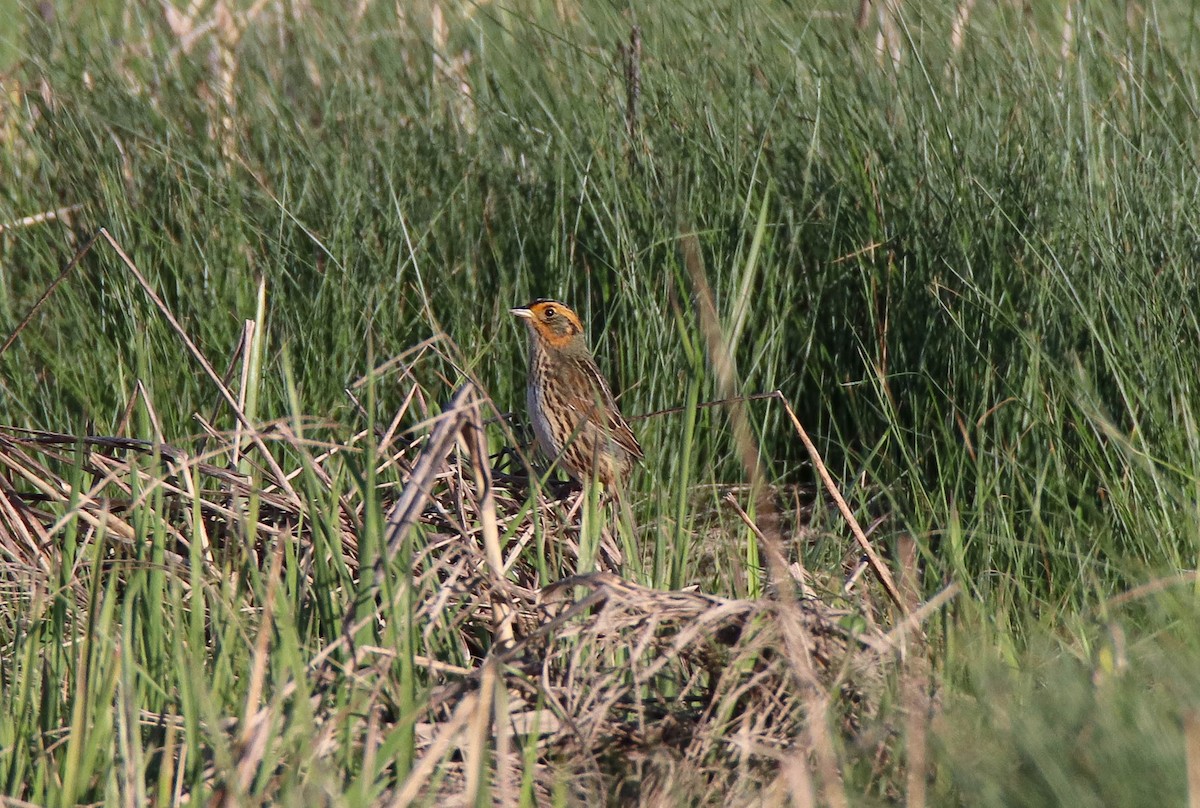 Saltmarsh Sparrow - Zachary Holderby