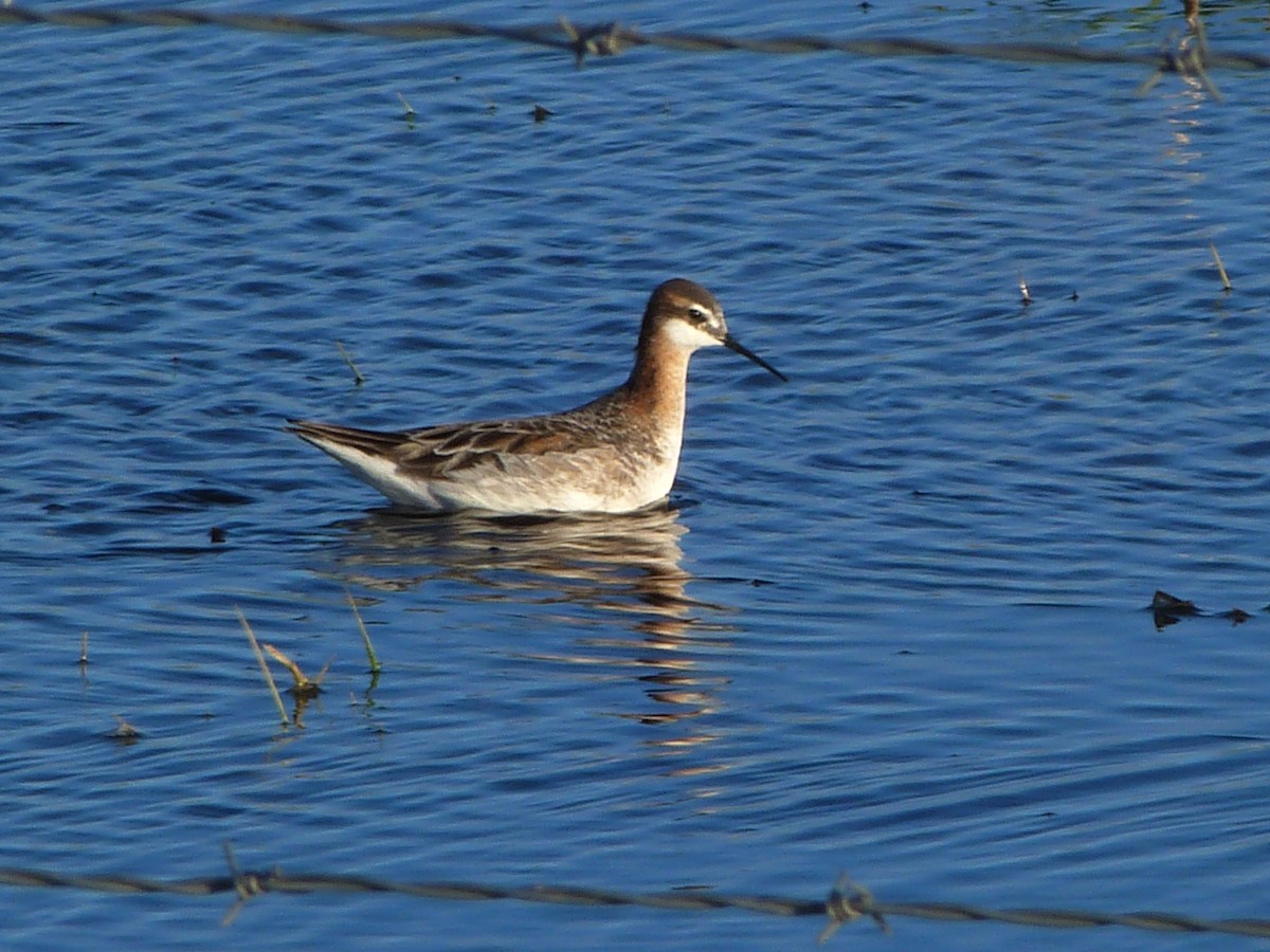 Wilson's Phalarope - ML619907665