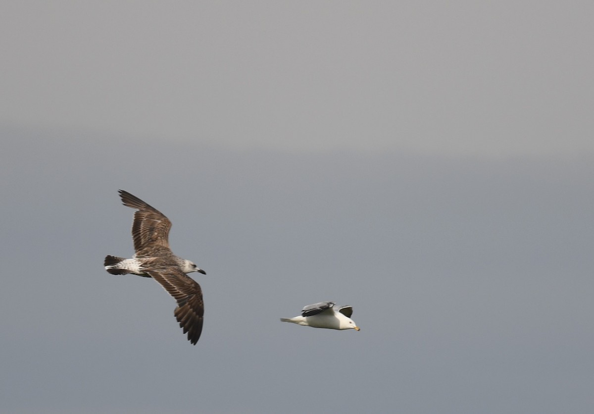 Lesser Black-backed Gull - ML619907671