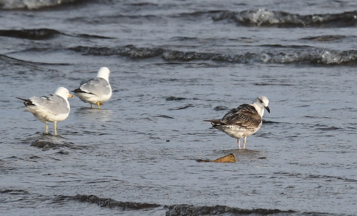 Lesser Black-backed Gull - ML619907673