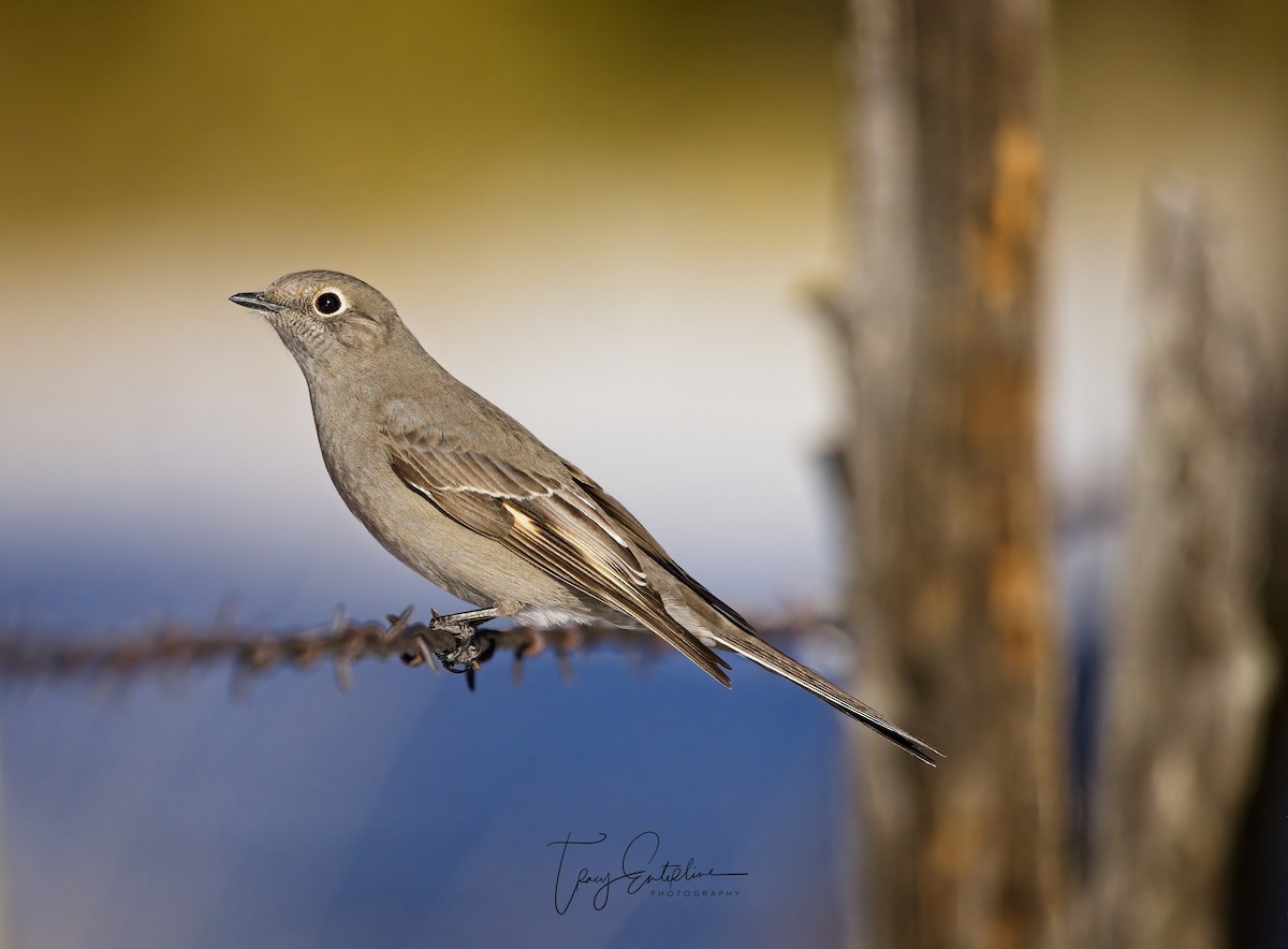 Townsend's Solitaire - ML619907700