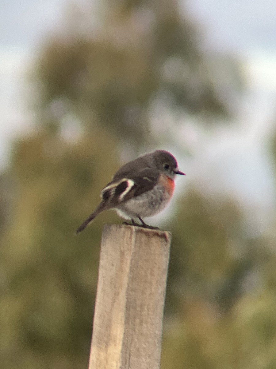 Scarlet Robin - ML619907729