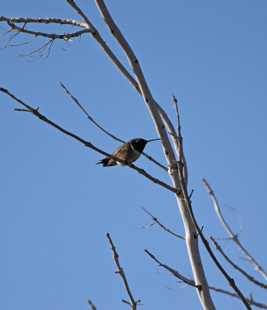 Black-chinned Hummingbird - ML619907756