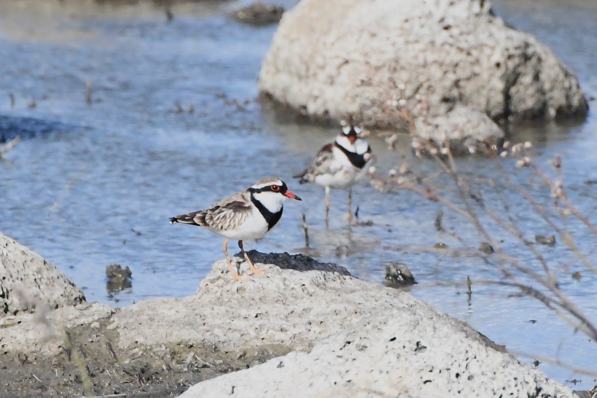 Black-fronted Dotterel - ML619907769