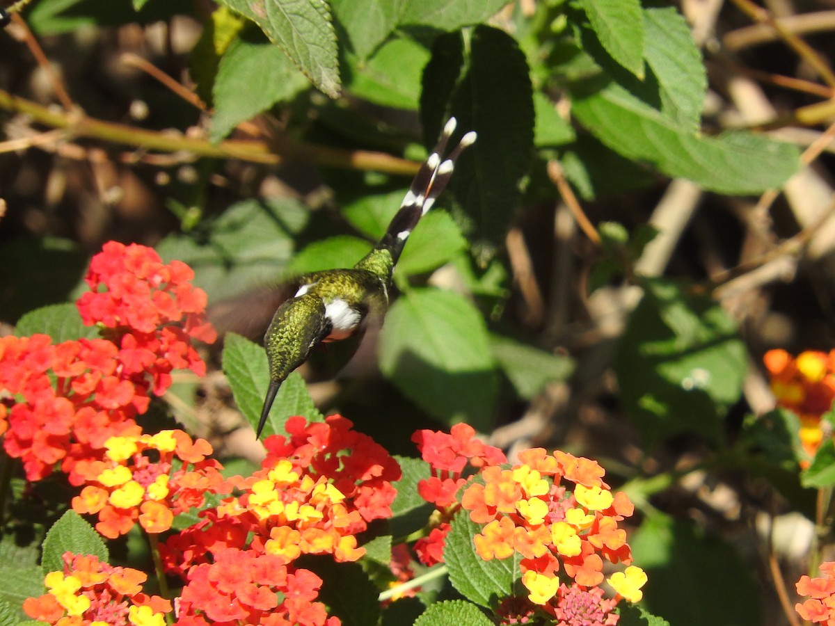 Sparkling-tailed Hummingbird - ML619907790