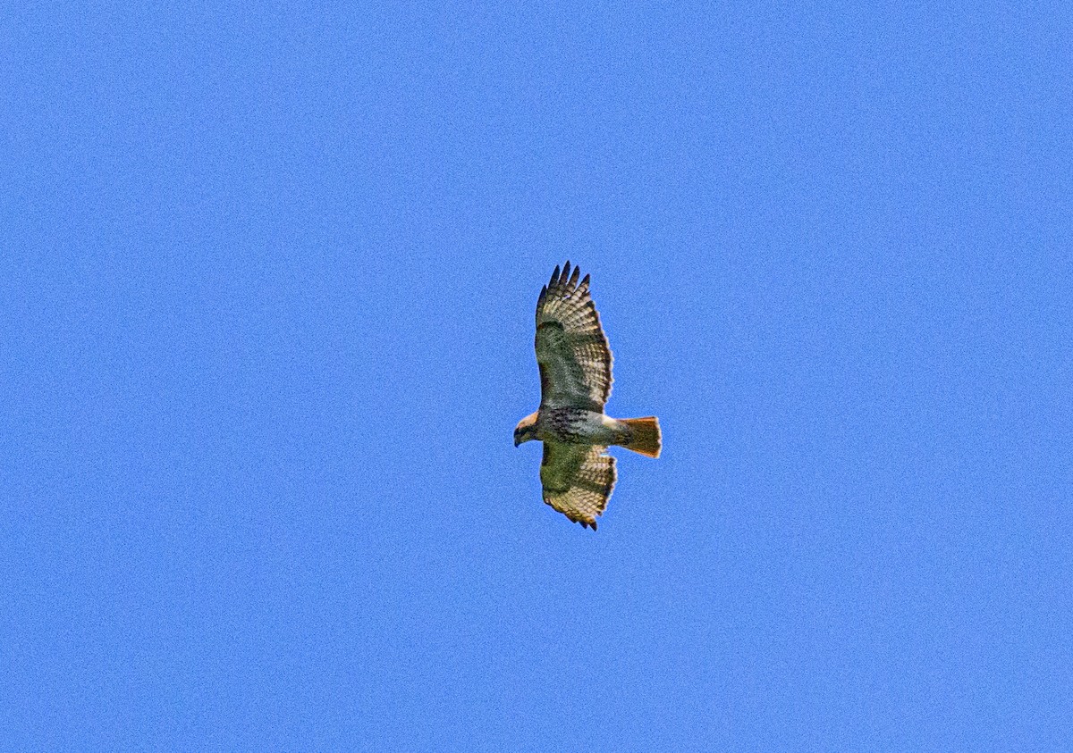 Red-tailed Hawk - ML619907797