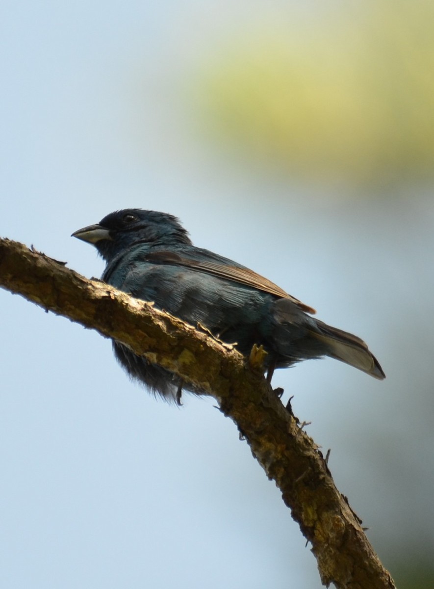 Passerin indigo - ML619907800