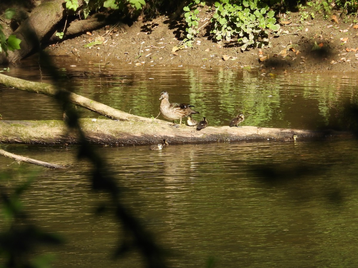 Wood Duck - ML619907803