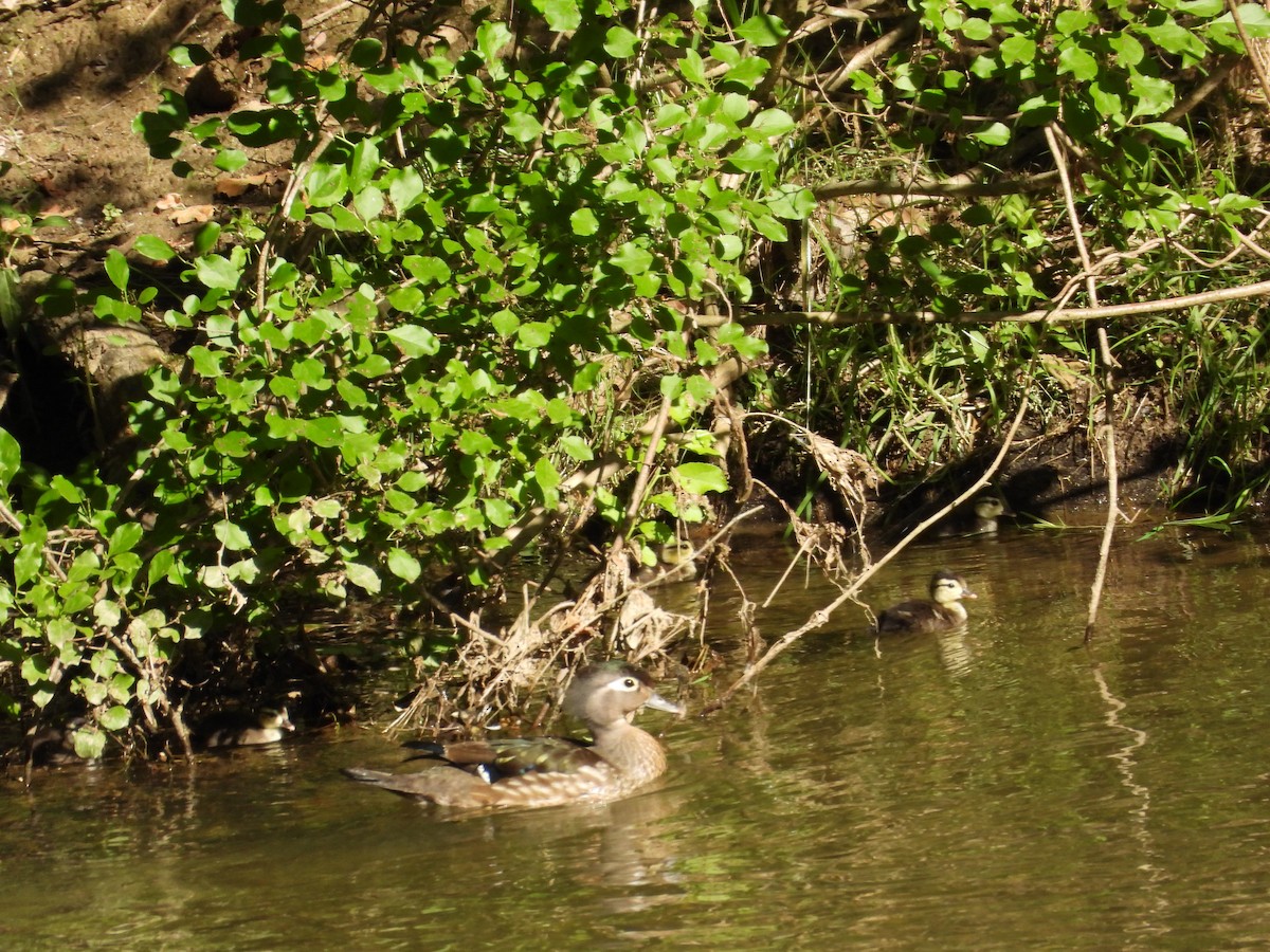 Wood Duck - ML619907804