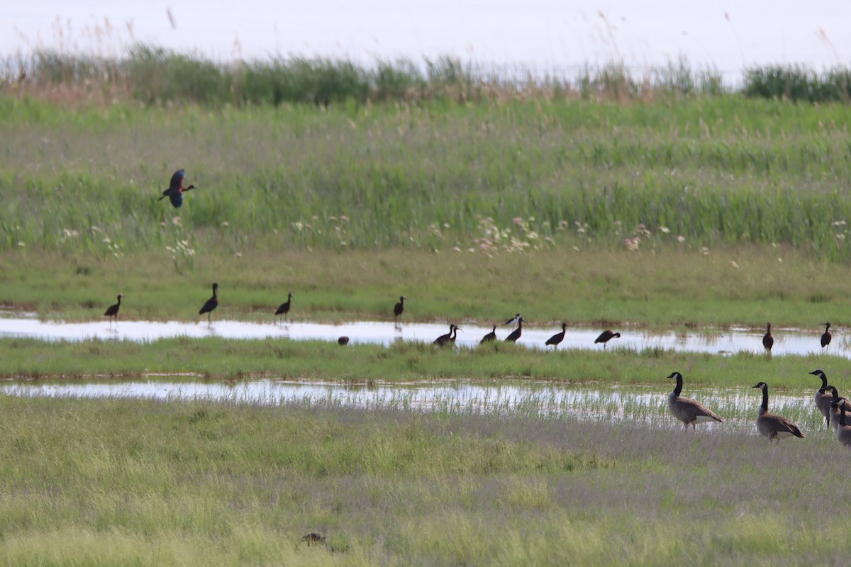 White-faced Ibis - ML619907806