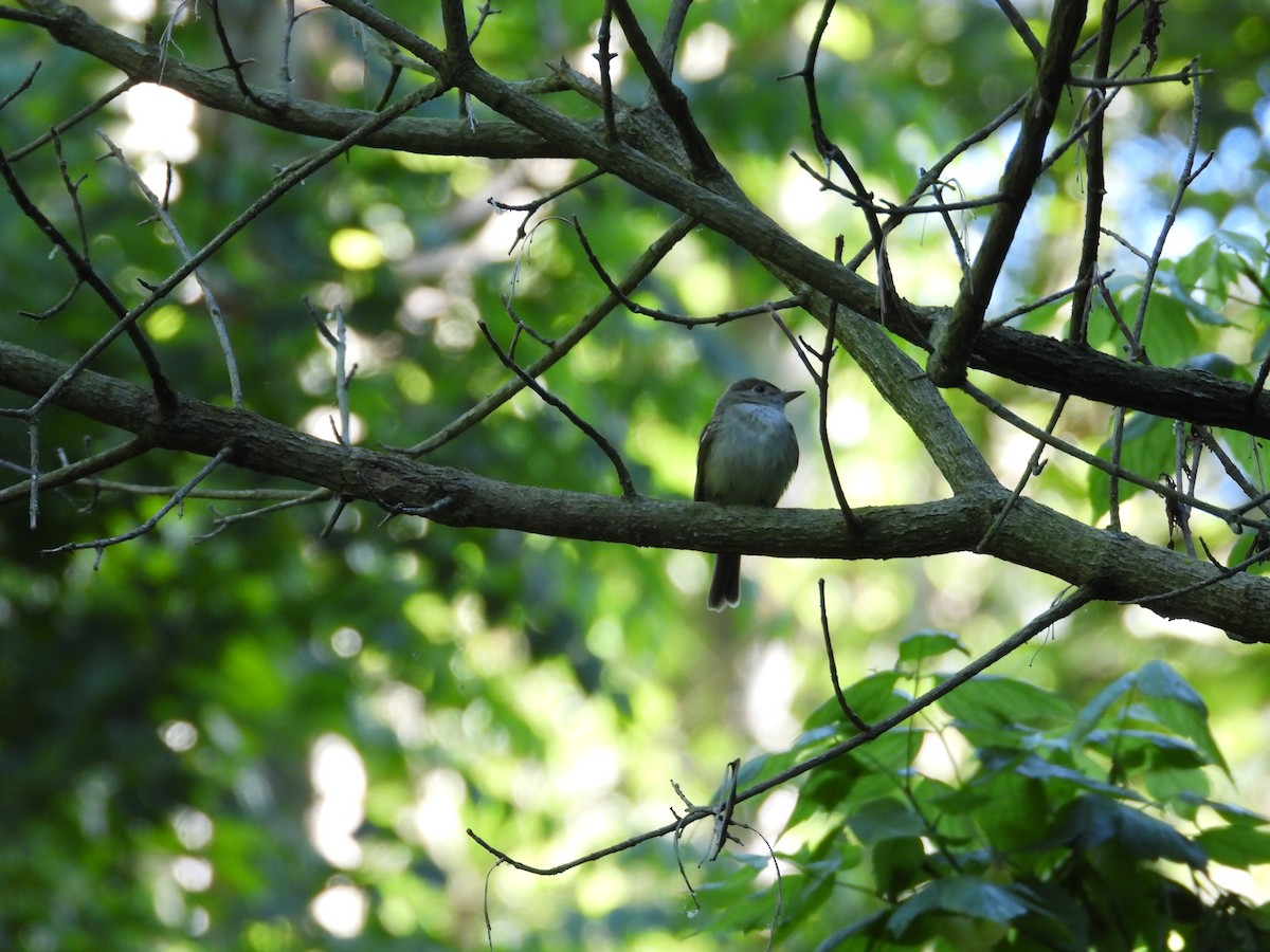 Acadian Flycatcher - ML619907823