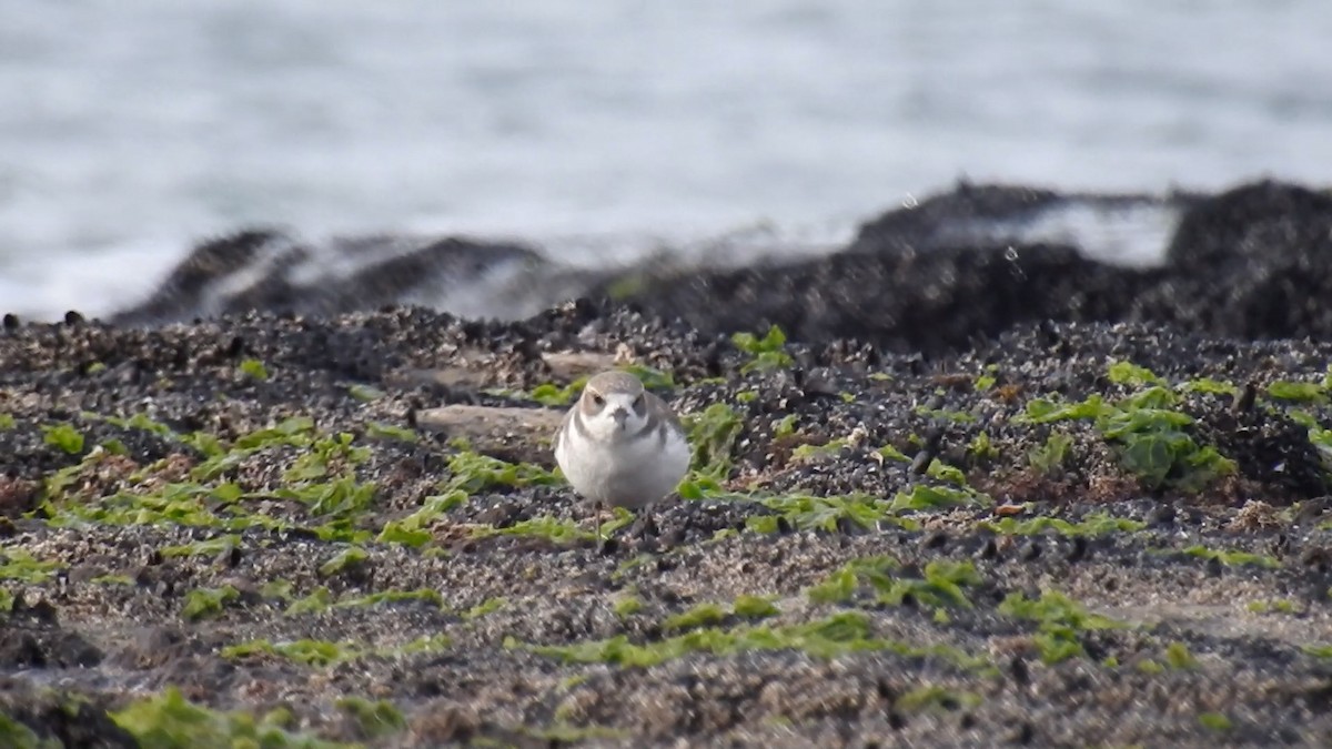 Two-banded Plover - ML619907826