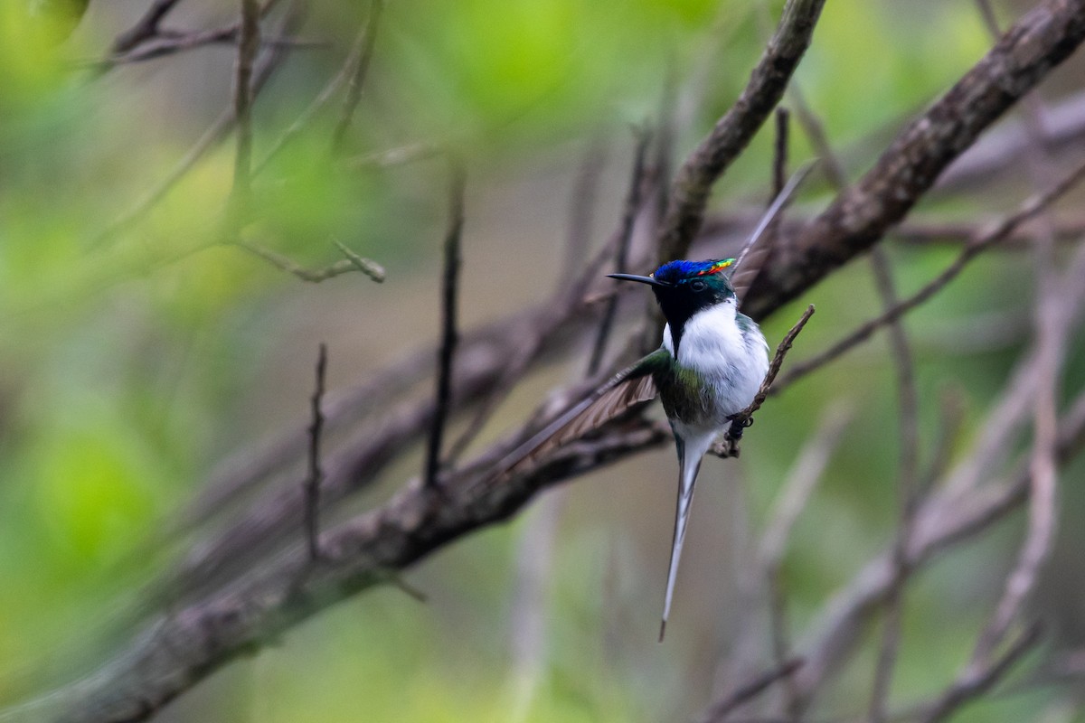 hornkolibri - ML619907828