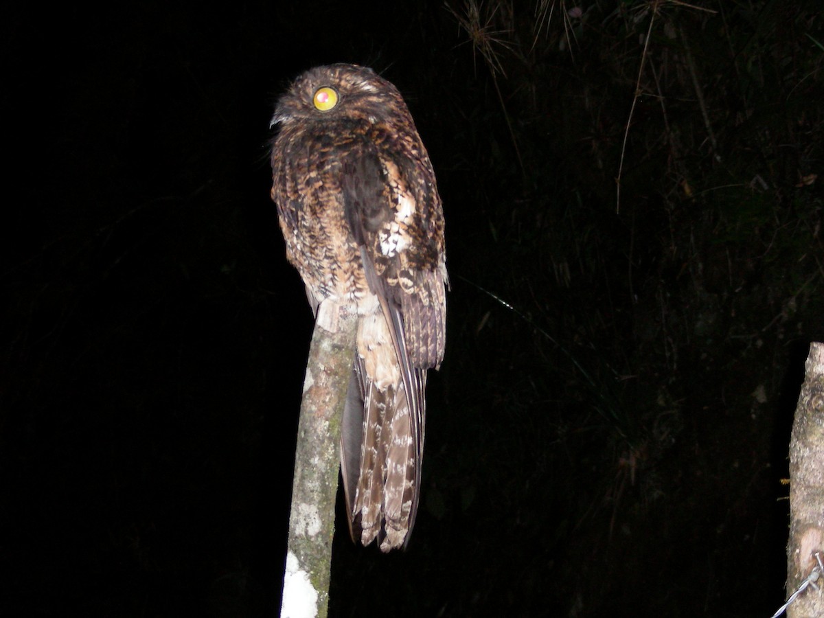 Andean Potoo - ML619907830