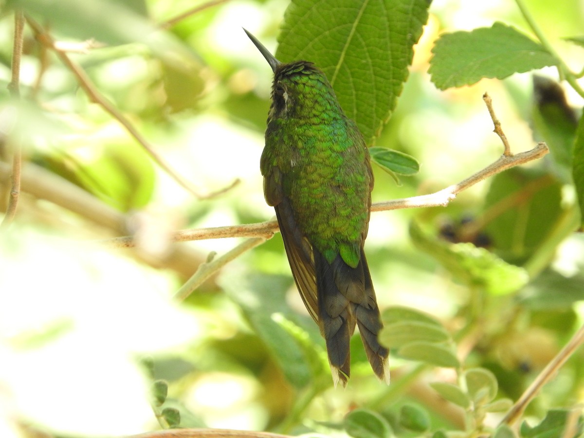 kolibřík zlatohlavý - ML619907834