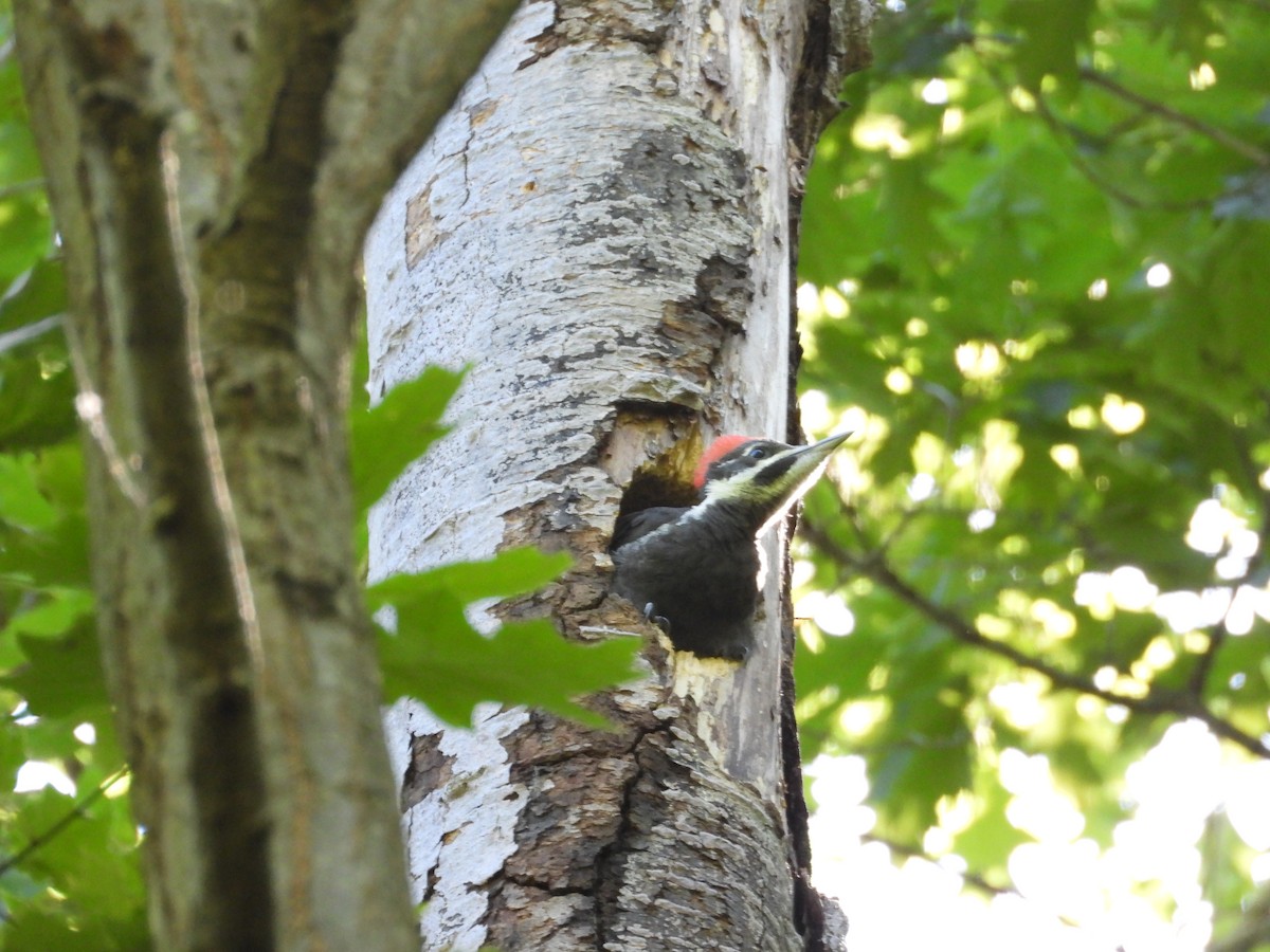 Pileated Woodpecker - ML619907841