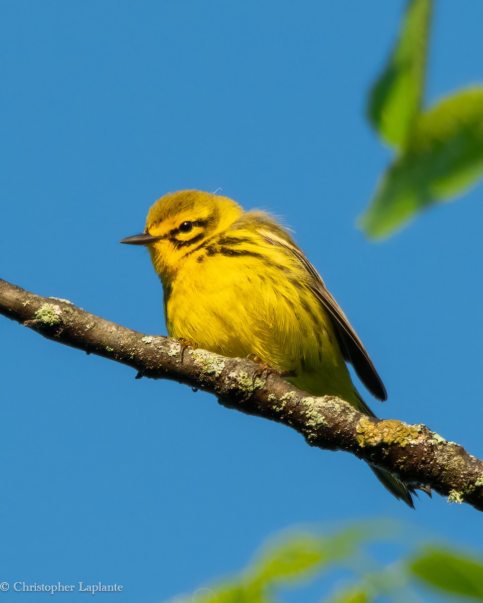 Prairie Warbler - ML619907852