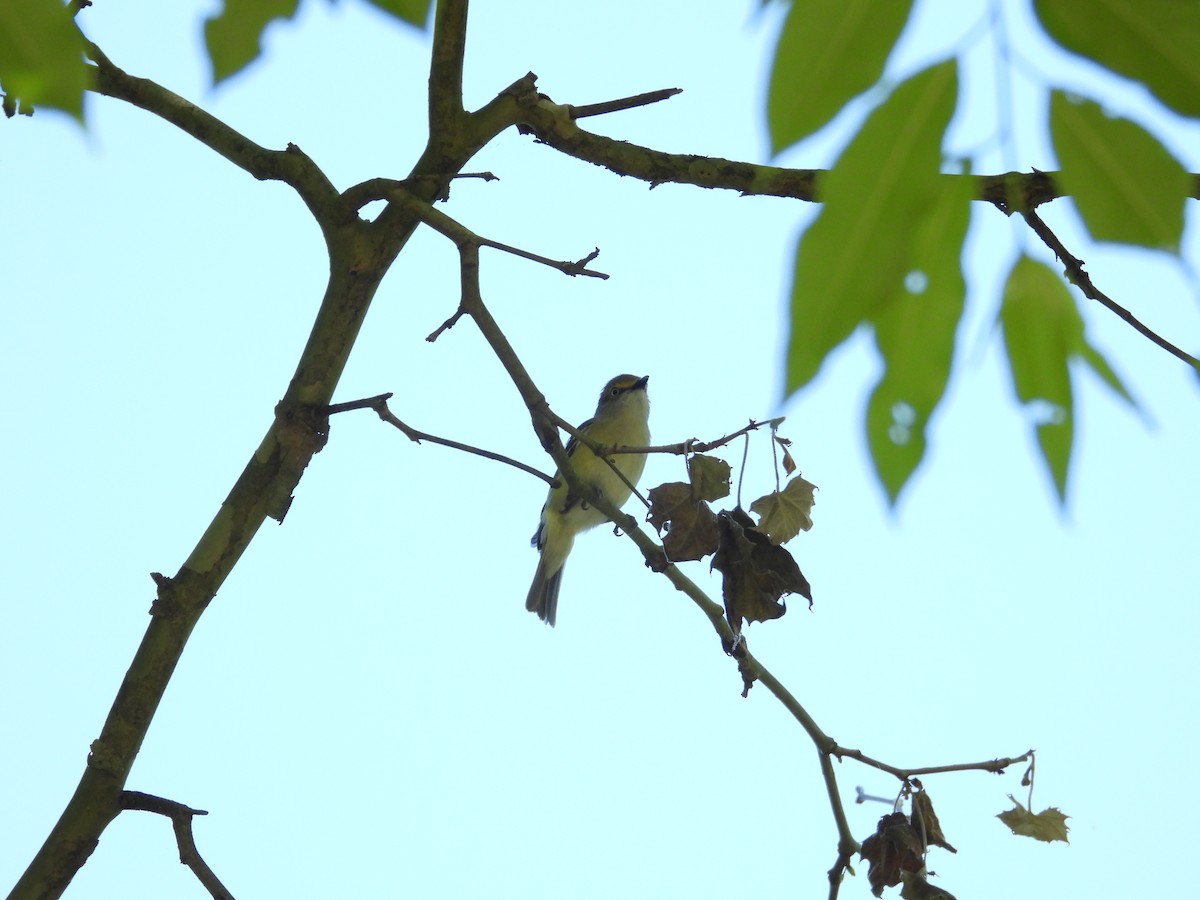 Vireo Ojiblanco - ML619907855