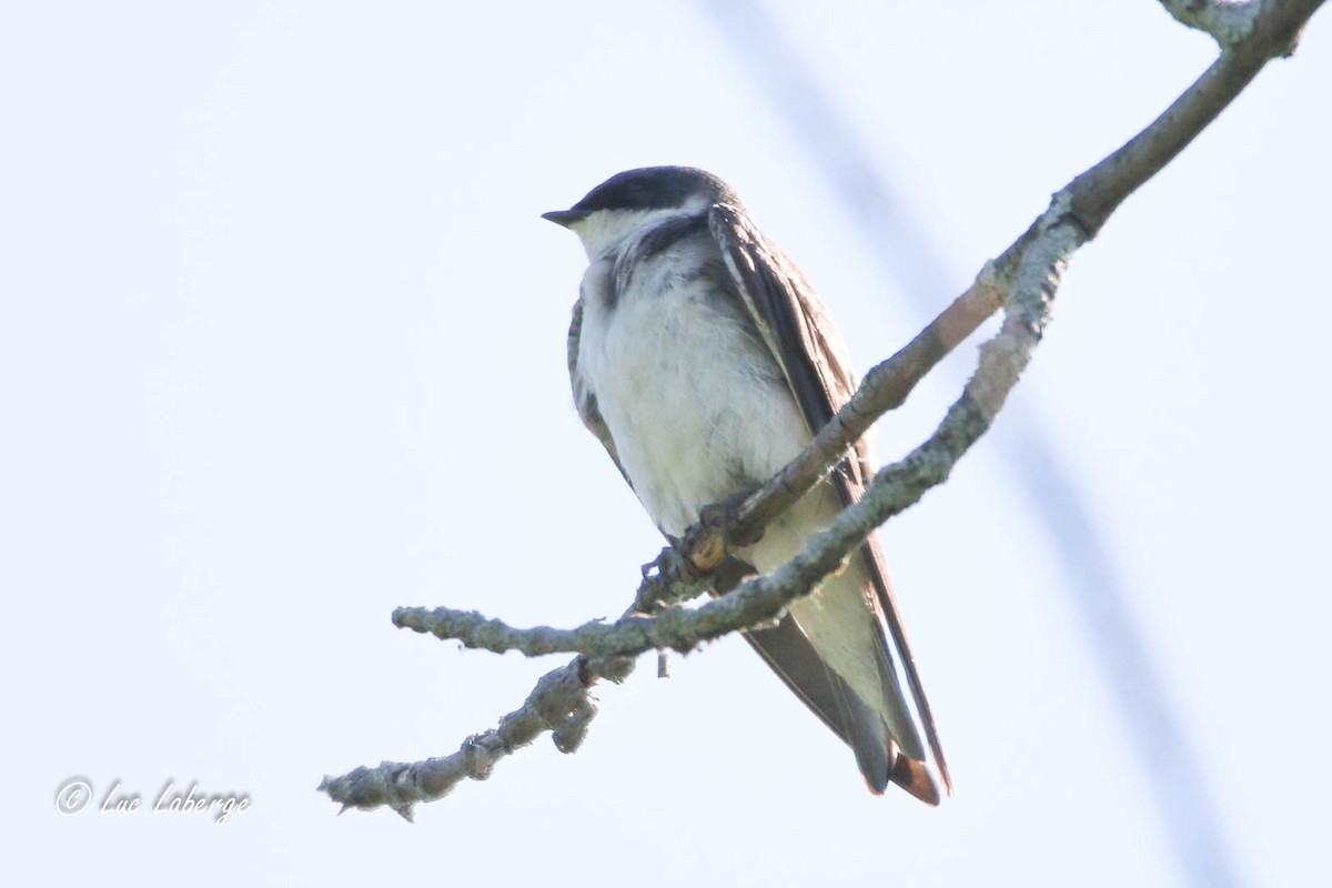 Bank Swallow - ML619907861