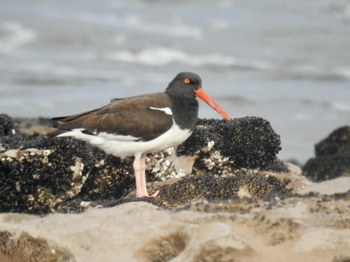 American Oystercatcher - ML619907867