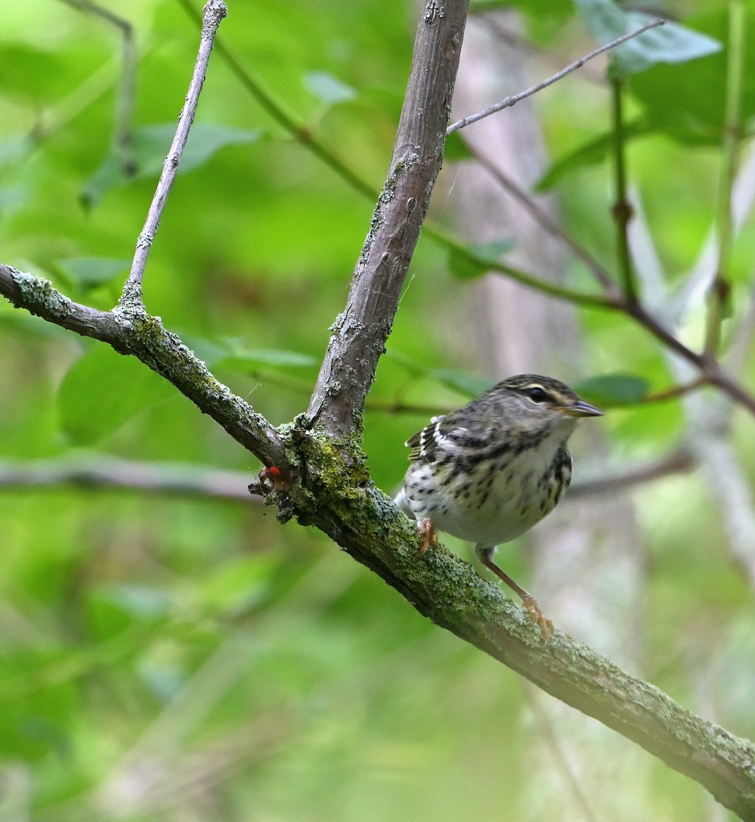 Blackpoll Warbler - ML619907877