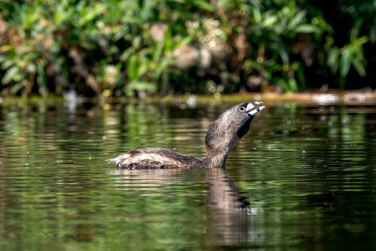 Pied-billed Grebe - ML619907892