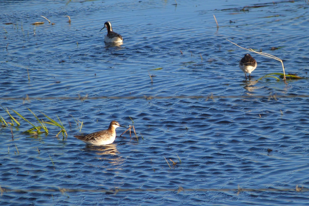 Wilson's Phalarope - ML619907896