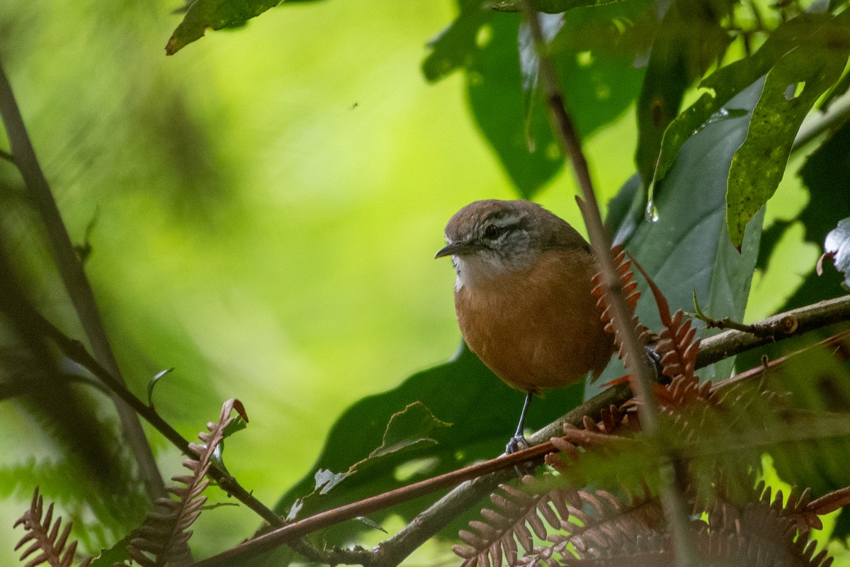 Buff-breasted Wren - ML619907902