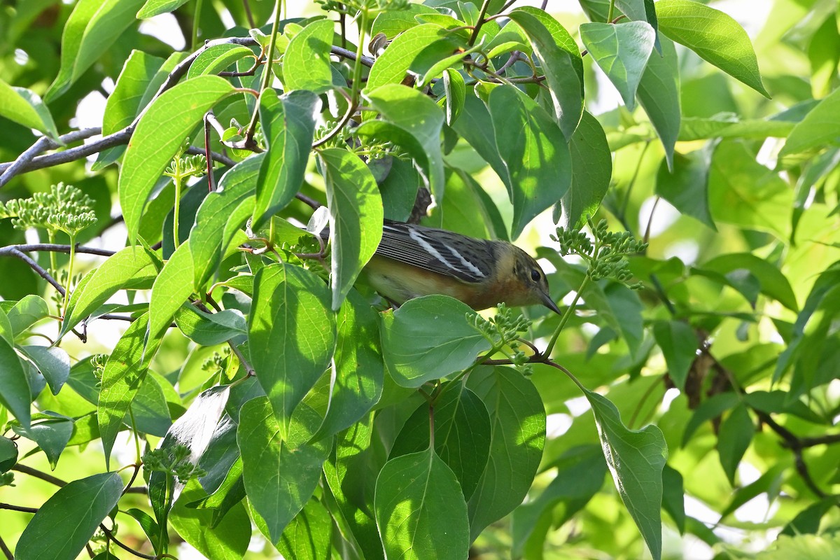 Bay-breasted Warbler - ML619907945