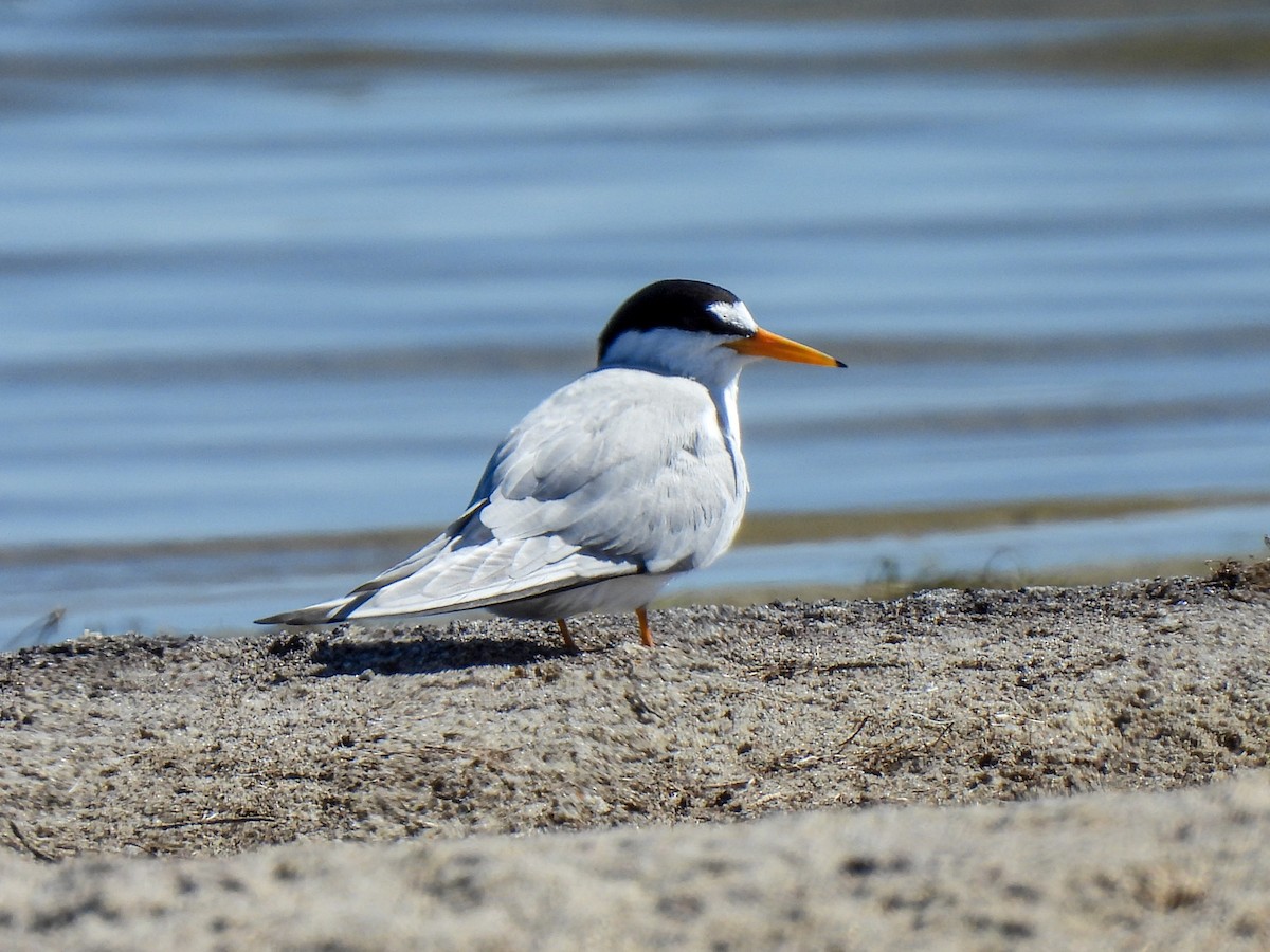 Least Tern - ML619907947