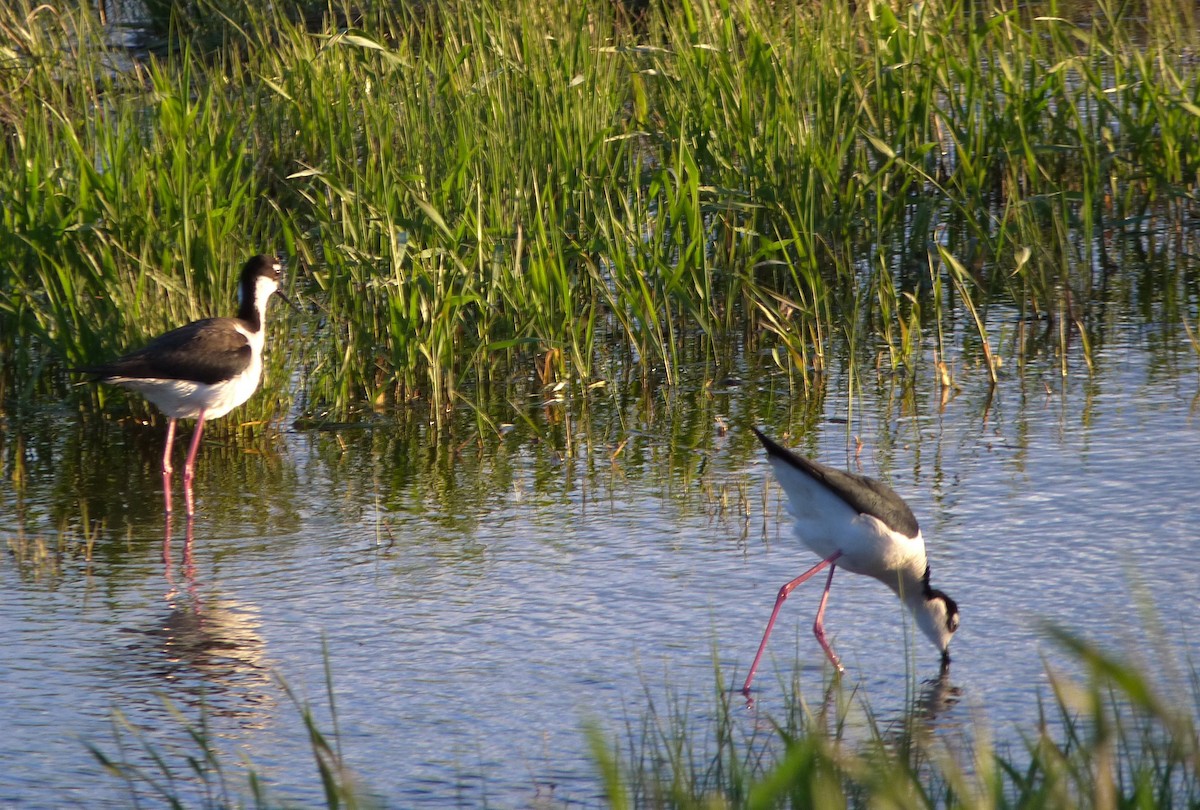 Black-necked Stilt - ML619907948