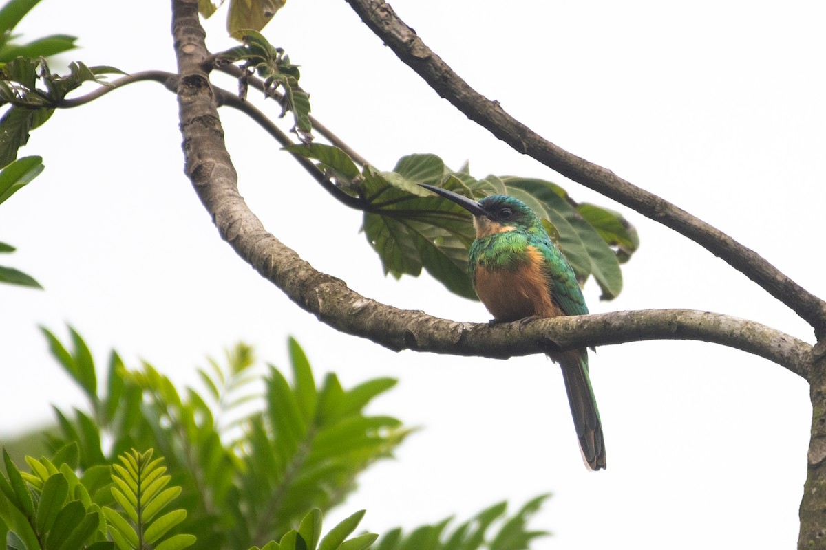 Rufous-tailed Jacamar - ML619907978