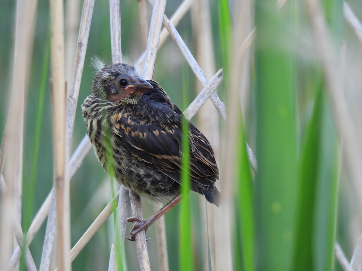 Red-winged Blackbird - ML619907979