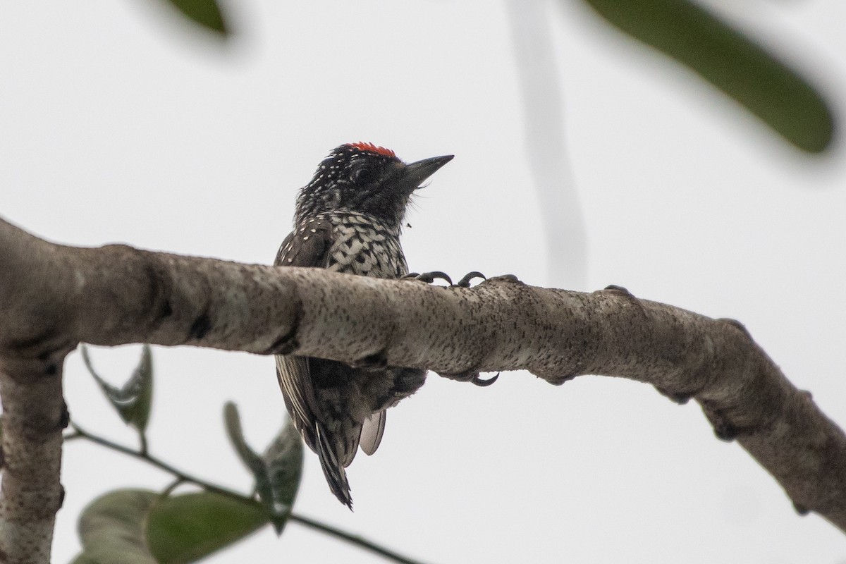 White-wedged Piculet - ML619907987