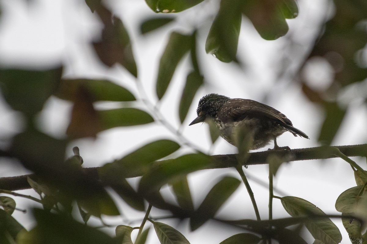 White-wedged Piculet - ML619907988