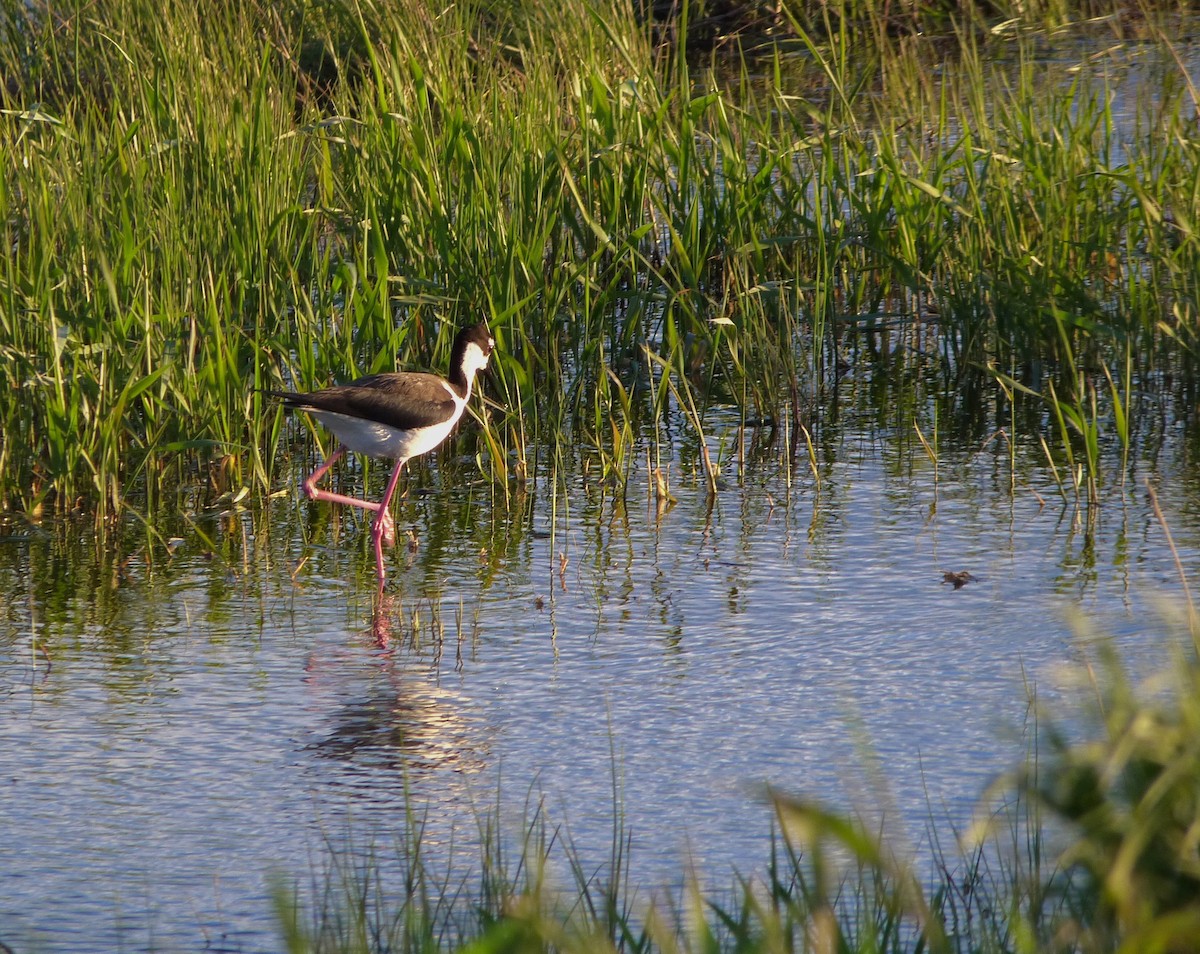 Black-necked Stilt - ML619907989