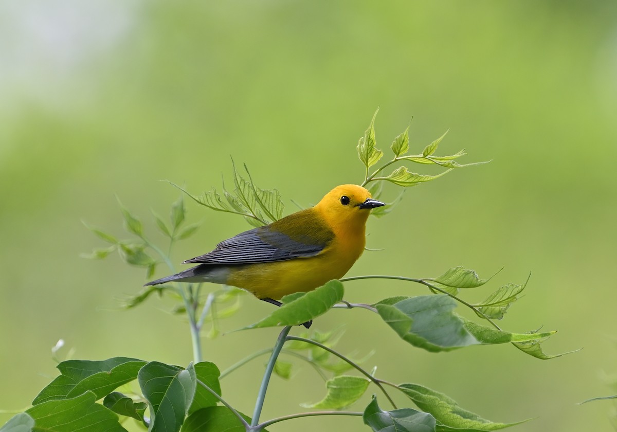 Prothonotary Warbler - ML619907990