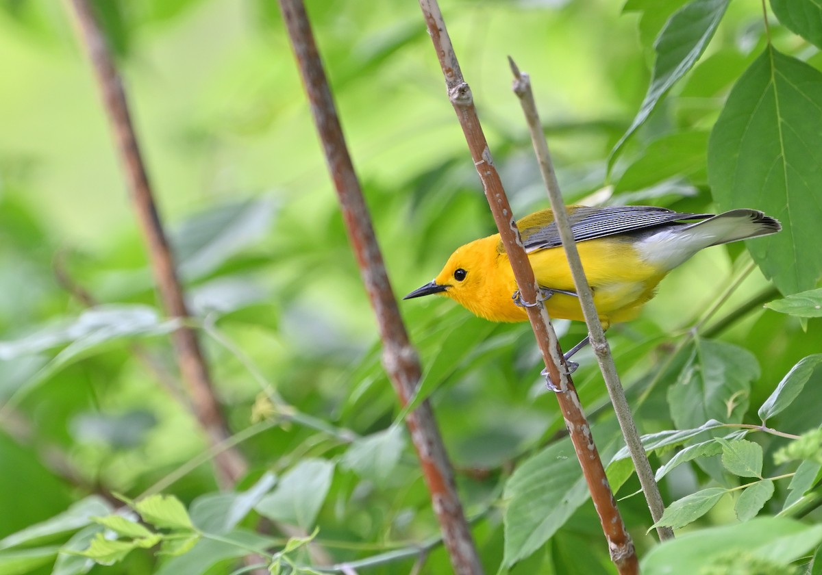 Prothonotary Warbler - ML619907991