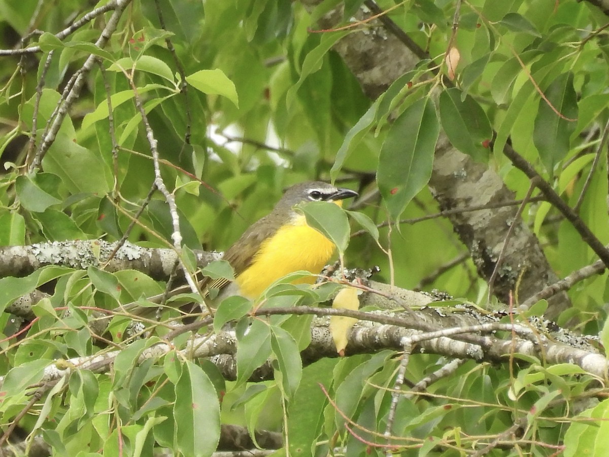 Yellow-breasted Chat - ML619907996